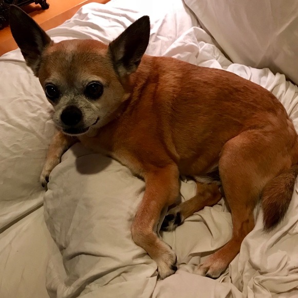 Meet 18yr old Chihuahua Roscoe! - Picture 6 of 10